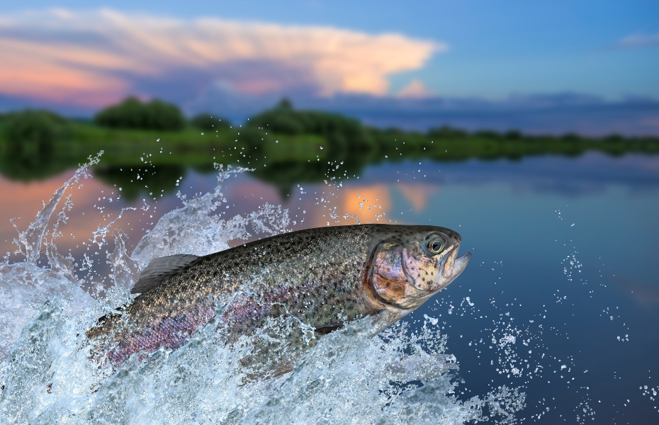 Fieldsports Press Ltd completes the migration of Trout & Salmon